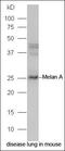 Melan-A antibody, orb185134, Biorbyt, Western Blot image 
