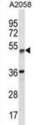 Zinc finger and SCAN domain-containing protein 21 antibody, abx031124, Abbexa, Western Blot image 