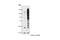 Tyrosine antibody, 9416S, Cell Signaling Technology, Western Blot image 