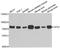 Glycerol-3-Phosphate Dehydrogenase 2 antibody, A6611, ABclonal Technology, Western Blot image 