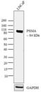 Folate Hydrolase 1 antibody, 37-3900, Invitrogen Antibodies, Western Blot image 