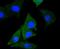 Enolase 2 antibody, NBP2-67641, Novus Biologicals, Immunofluorescence image 