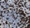 Interferon Induced Transmembrane Protein 1 antibody, FNab04141, FineTest, Immunohistochemistry frozen image 