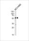 Gamma-Aminobutyric Acid Type A Receptor Alpha2 Subunit antibody, 63-879, ProSci, Western Blot image 