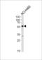 GABA(A) receptor subunit alpha-2 antibody, 63-879, ProSci, Western Blot image 