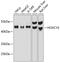 Homeobox C10 antibody, 14-319, ProSci, Western Blot image 