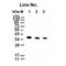 GAPDH antibody, M00227-6, Boster Biological Technology, Western Blot image 