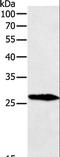 Gremlin 1, DAN Family BMP Antagonist antibody, LS-C404029, Lifespan Biosciences, Western Blot image 