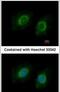 Cytochrome P450 Family 3 Subfamily A Member 43 antibody, PA5-30875, Invitrogen Antibodies, Immunofluorescence image 