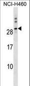 Tweety Family Member 1 antibody, LS-C157295, Lifespan Biosciences, Western Blot image 