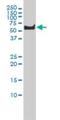 Polo Like Kinase 1 antibody, H00005347-M01, Novus Biologicals, Western Blot image 