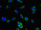 CD177 Molecule antibody, LS-C397770, Lifespan Biosciences, Immunofluorescence image 