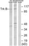 Neurotrophic Receptor Tyrosine Kinase 2 antibody, LS-B8691, Lifespan Biosciences, Western Blot image 