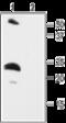 Potassium Voltage-Gated Channel Subfamily E Regulatory Subunit 2 antibody, GTX54783, GeneTex, Western Blot image 