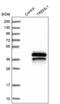 Triggering Receptor Expressed On Myeloid Cells Like 1 antibody, PA5-53647, Invitrogen Antibodies, Western Blot image 