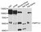Nucleosome Assembly Protein 1 Like 2 antibody, LS-C747280, Lifespan Biosciences, Western Blot image 