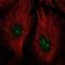PR/SET Domain 15 antibody, NBP2-58474, Novus Biologicals, Immunofluorescence image 