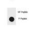 TSC Complex Subunit 1 antibody, LS-C157944, Lifespan Biosciences, Dot Blot image 
