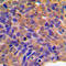 Catenin Beta 1 antibody, LS-C352117, Lifespan Biosciences, Immunohistochemistry frozen image 