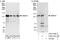 Kiaa0086 antibody, A303-747A, Bethyl Labs, Immunoprecipitation image 