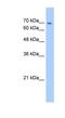 Cadherin 22 antibody, NBP1-60069, Novus Biologicals, Western Blot image 