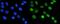 Aryl Hydrocarbon Receptor antibody, PA1782-1, Boster Biological Technology, Immunofluorescence image 