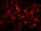 FAS antibody, IHC-00305, Bethyl Labs, Immunofluorescence image 