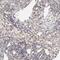 Signal peptide, CUB and EGF-like domain-containing protein 1 antibody, HPA003190, Atlas Antibodies, Immunohistochemistry frozen image 