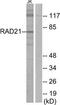 RAD21 Cohesin Complex Component antibody, TA312306, Origene, Western Blot image 