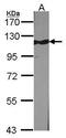 Tripartite Motif Containing 28 antibody, PA5-27649, Invitrogen Antibodies, Western Blot image 