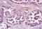 Wnt Family Member 8B antibody, orb101107, Biorbyt, Immunohistochemistry paraffin image 