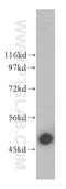 Actin Related Protein 3 antibody, 13822-1-AP, Proteintech Group, Western Blot image 