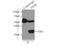 Fructosamine 3 Kinase antibody, 14293-1-AP, Proteintech Group, Immunoprecipitation image 