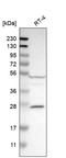 Caspase 10 antibody, HPA017059, Atlas Antibodies, Western Blot image 