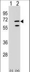 RNA Polymerase III Subunit C antibody, LS-C158698, Lifespan Biosciences, Western Blot image 