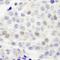 Integrator Complex Subunit 4 antibody, NB100-60660, Novus Biologicals, Immunohistochemistry frozen image 