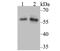 Nuclear Factor I C antibody, NBP2-76954, Novus Biologicals, Western Blot image 
