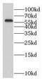 Rab Geranylgeranyltransferase Subunit Alpha antibody, FNab07060, FineTest, Western Blot image 