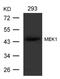 Mitogen-Activated Protein Kinase Kinase 1 antibody, 79-349, ProSci, Western Blot image 