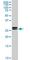 High Mobility Group Box 2 antibody, MCA4792Z, Bio-Rad (formerly AbD Serotec) , Immunohistochemistry paraffin image 