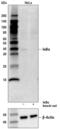 NFKB Inhibitor Alpha antibody, 9247S, Cell Signaling Technology, Western Blot image 