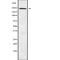 Nucleoporin 205 antibody, abx148766, Abbexa, Western Blot image 