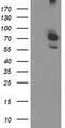 NCL4 antibody, TA503569, Origene, Western Blot image 