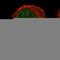 Nuclear Envelope Integral Membrane Protein 1 antibody, HPA014394, Atlas Antibodies, Immunocytochemistry image 