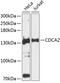 Cell Division Cycle Associated 2 antibody, 23-833, ProSci, Western Blot image 