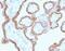 Cadherin 1 antibody, 33-574, ProSci, Immunohistochemistry frozen image 