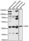 Stromal Cell Derived Factor 4 antibody, A15444, ABclonal Technology, Western Blot image 