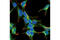 Progesterone Receptor Membrane Component 1 antibody, 13856S, Cell Signaling Technology, Immunocytochemistry image 