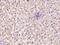 Cell Division Cycle 37 Like 1 antibody, 101590-T08, Sino Biological, Immunohistochemistry paraffin image 