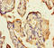 Colony Stimulating Factor 2 antibody, A55375-100, Epigentek, Immunohistochemistry paraffin image 